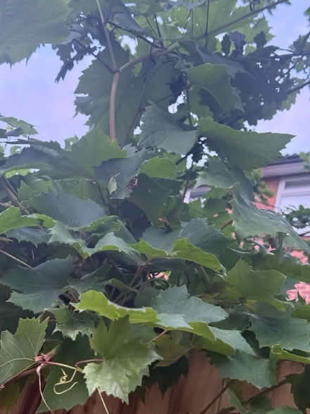 Photo of free Grape Plant (M23) #2