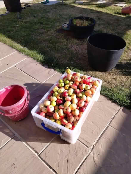 Photo of free Eating Apples (Chester le Street DH2) #2