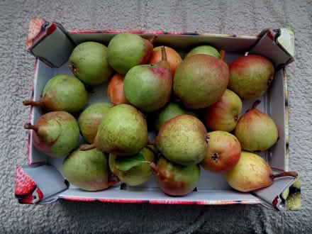 Photo of free pears, several kg. (New Marston OX3) #1