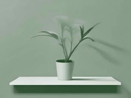 Photo of Steinberg's spider plant (Stockethill AB16) #1