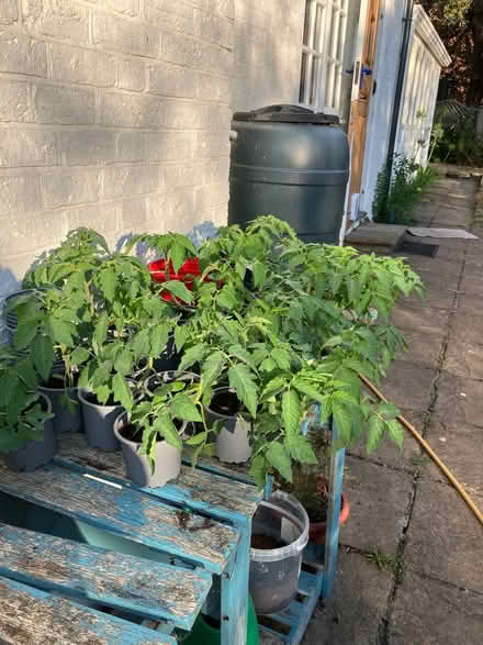 Photo of free Marmande tomato plants (Hailsham BN27) #1