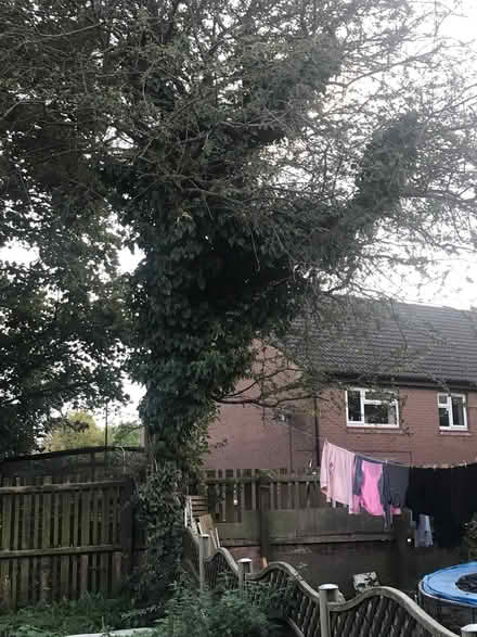 Photo of free wood (Sheffield Lane Top S5) #1