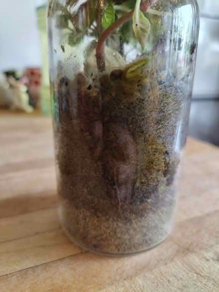 Photo of free Small terrarium- see description (Hulme M15) #3