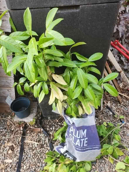 Photo of free Little laurel bush (Little Lyth SY3) #1