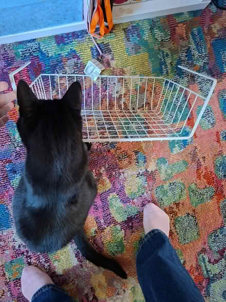 Photo of free Under counter/shelf basket, GU22 (Woking, GU22) #1