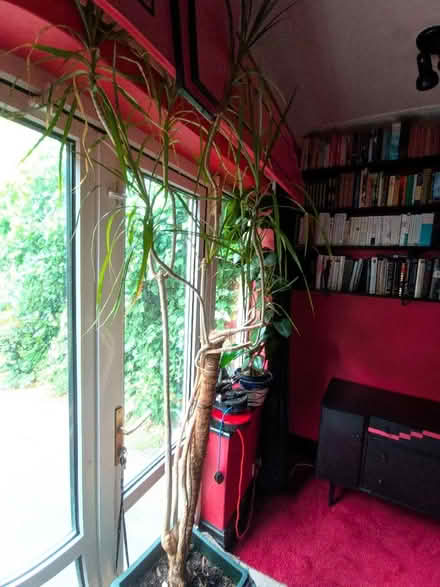 Photo of free "Triffid" - well really a large house plant (Headingley LS6) #3