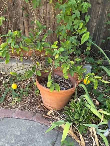 Photo of free Lemon Tree (West Campbell/Saratoga area) #1