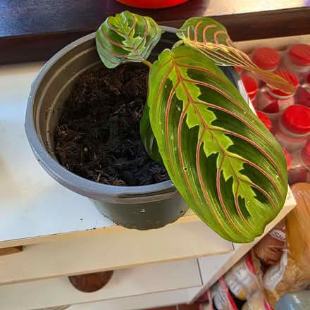 Photo of free Young house plant (Clive Vale TN35) #2