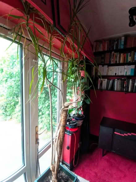 Photo of free "Triffid" - well really a large house plant (Headingley LS6) #2