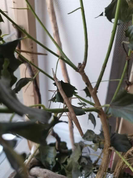 Photo of free Insect enclosure + sticks (Boroughbridge YO51) #2