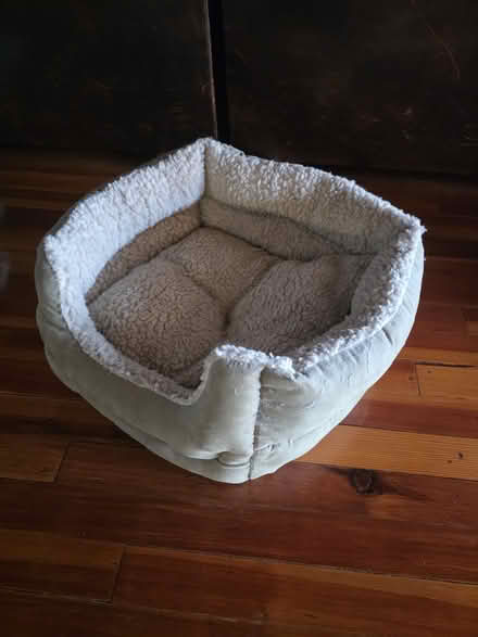 Photo of free Cat stuff (four-legged friend) (Downtown) #3