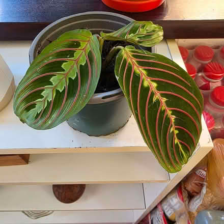 Photo of free Young house plant (Clive Vale TN35) #1