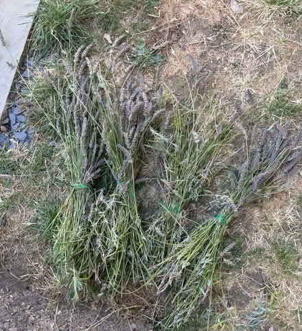 Photo of free Fresh lavender (Datchworth SG3) #1