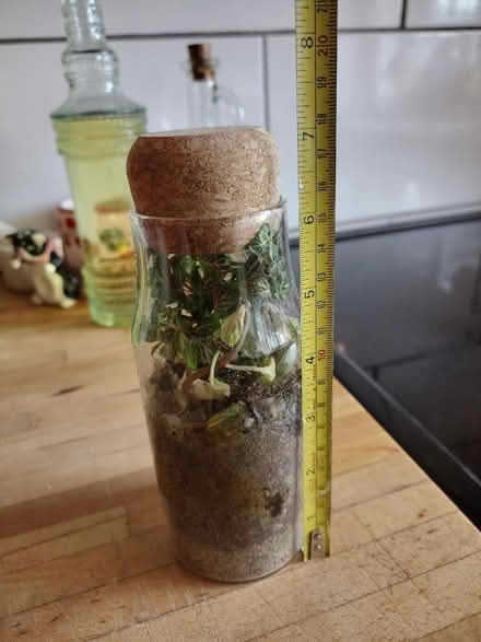 Photo of free Small terrarium- see description (Hulme M15) #4