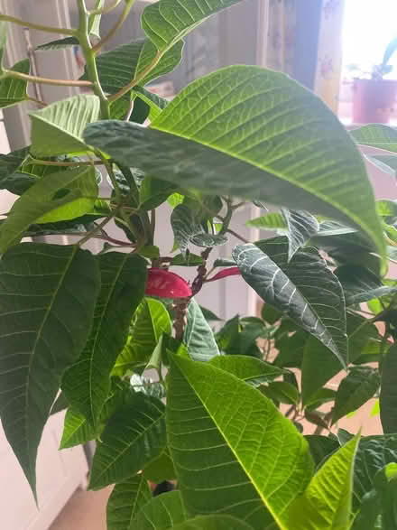 Photo of free Poinsettia (Canford Cliffs BH13) #2