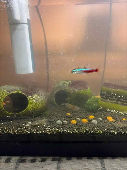 Photo of free Fish tank and all contents (Oxford) #2