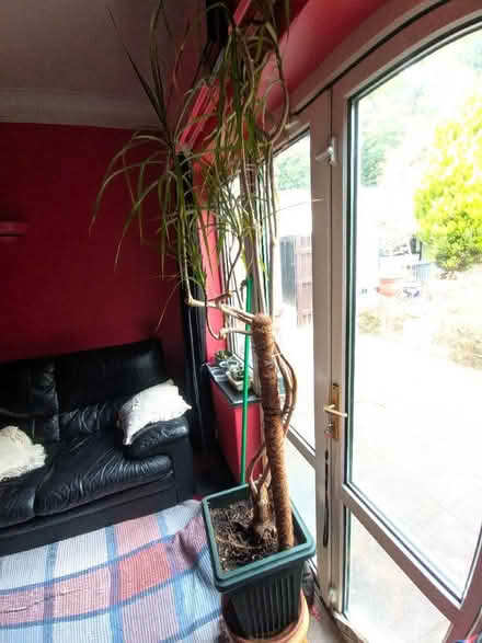 Photo of free "Triffid" - well really a large house plant (Headingley LS6) #1