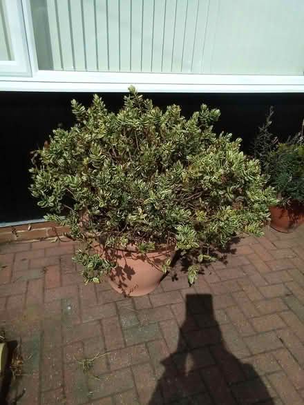 Photo of free Large Varigated Hebe in pot (Oxton) #1