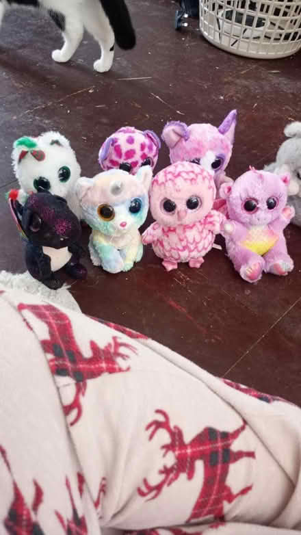 Photo of free Teddy's (NG5 9NY) #1