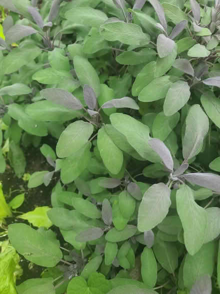 Photo of free Sage fresh for drying (Mississauga Ontario Canada) #1