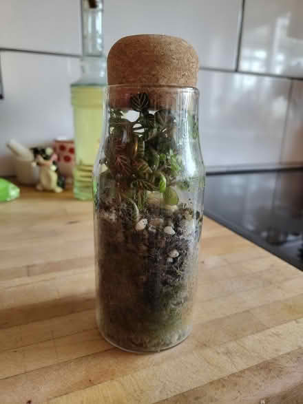 Photo of free Small terrarium- see description (Hulme M15) #2
