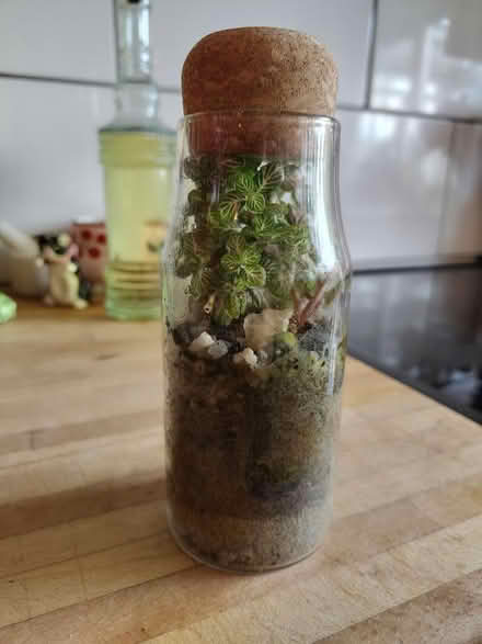 Photo of free Small terrarium- see description (Hulme M15) #1
