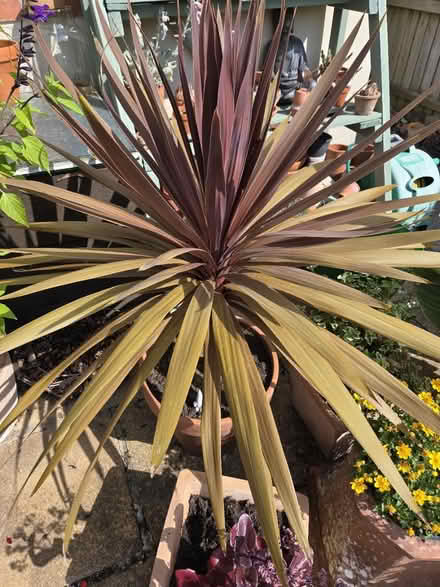 Photo of free Red Cordyline (Southdown BA2) #1