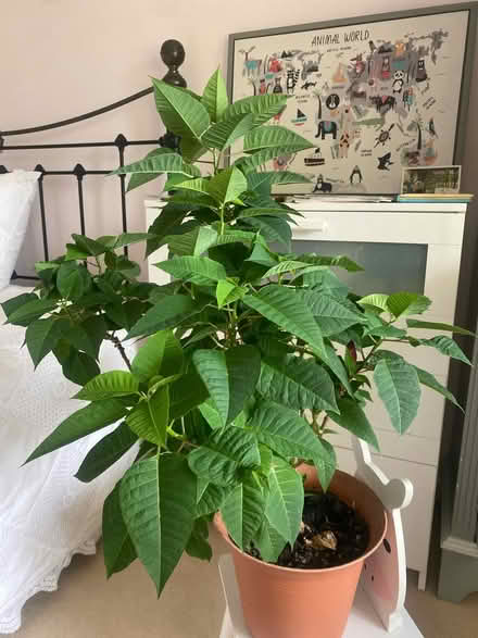 Photo of free Poinsettia (Canford Cliffs BH13) #1