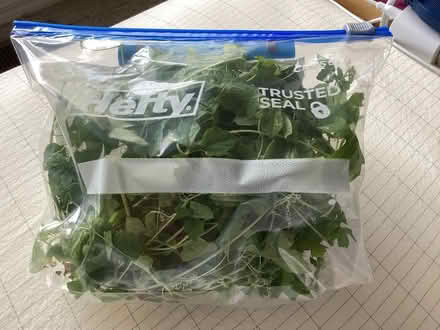 Photo of free Carsee , pulled from my bushes (12th St & IRB, Vero Beach) #1