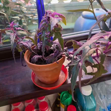 Photo of free House plant (Clive Vale TN35) #1