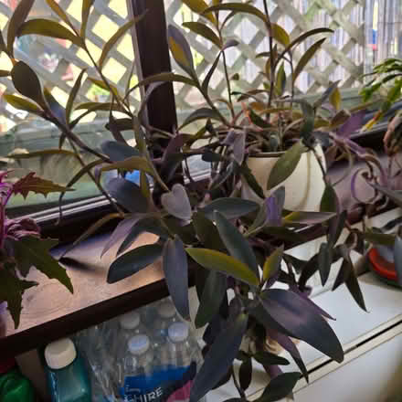 Photo of free Adult house plant (Clive Vale TN35) #1