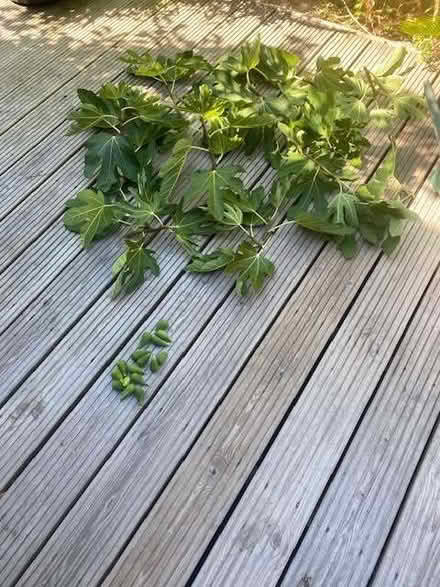 Photo of free Organic Fig Leaves & Unripe Figs (Ramsgate CT11) #1
