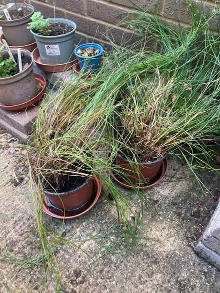 Photo of free Sedge aka fliwering rush (Bernards Heath AL3) #1