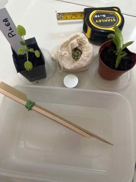 Photo of free Baby plants , seeds etc (CO4 9 Colchester) #1