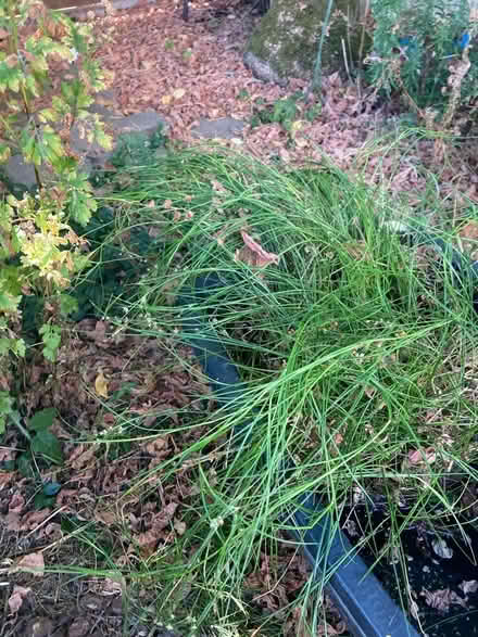Photo of free Sedge aka flowering rush (Bernards Heath AL3) #1