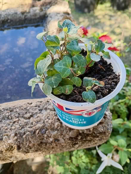 Photo of free Ivy seedlings (Temple Cowley OX4) #1