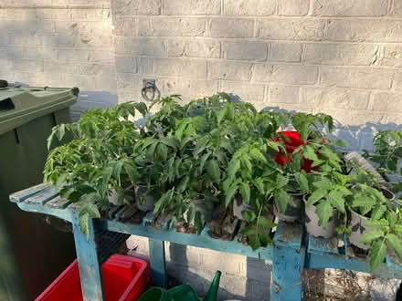Photo of free Marmande tomato plants (Hailsham BN27) #2