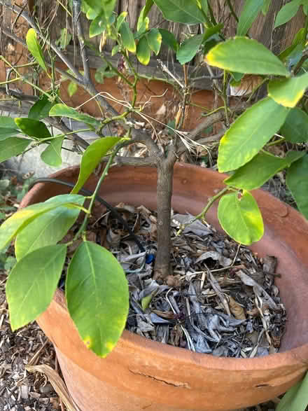Photo of free Lemon Tree (West Campbell/Saratoga area) #2