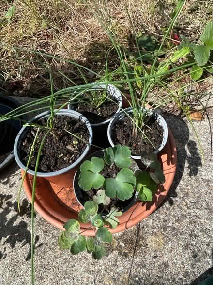 Photo of free Chives and aquiligea plants (Hollingdean BN1) #1