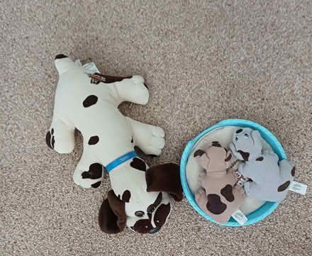 Photo of free Dogs (Steyning BN44) #1