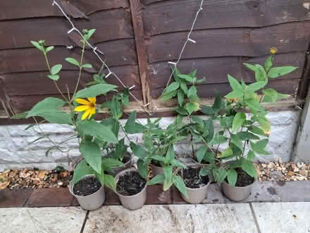 Photo of free Perennial plants (Woolton L25) #1