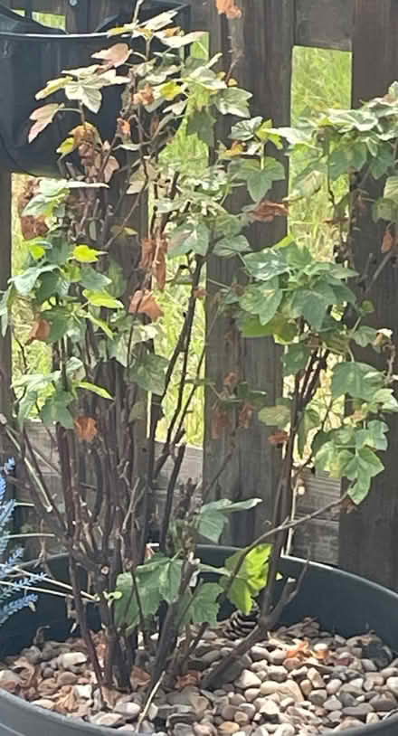 Photo of free Blackcurrant bushes (Leicester LE2) #2