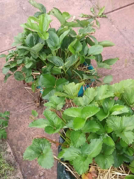 Photo of free Strawberry Plants (Willington DL15) #1