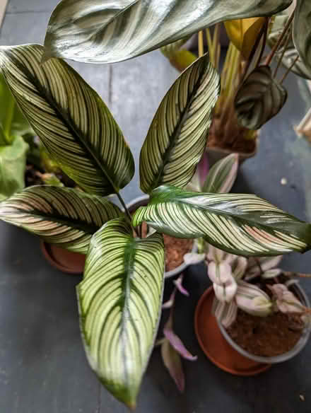 Photo of free houseplants (Undercliffe Rd BD2) #3