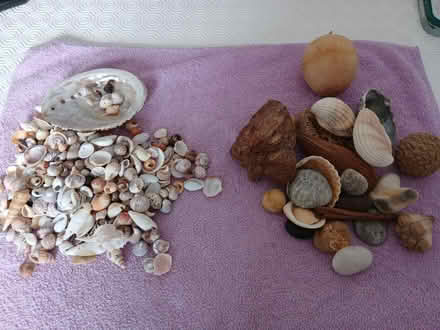 Photo of free Seaside shells (S71. Monk Bretton) #1