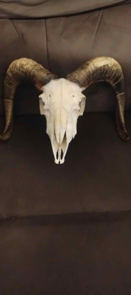 Photo of free Ram Skull Decoration (S Broadway, White Plains) #2