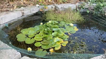 Photo of Pond Plants (Burnham SL1) #1