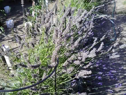 Photo of free Lavendar cuttings (New Costessey NR5) #2