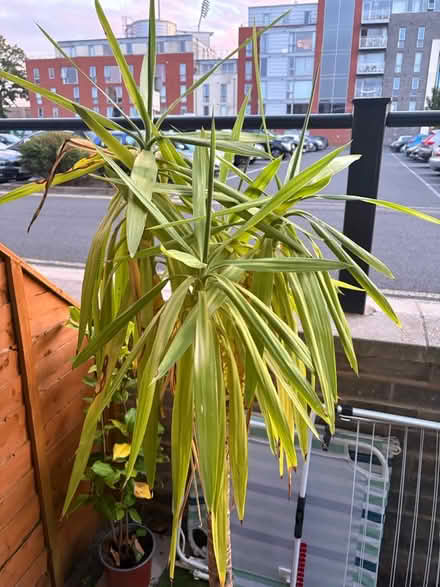 Photo of free Yucca plant with ceramic pot (North Bristol BS7) #3