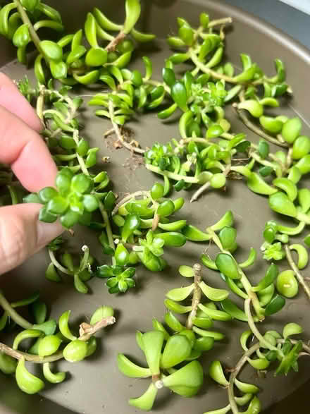 Photo of free Plant and succulent cuttings (Arlington, VA) #3